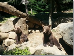 Brown Bears