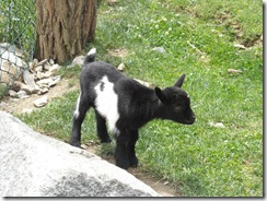 Baby Pygmy Goat